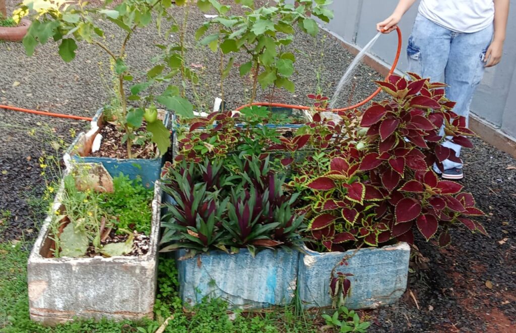 Plantas medicinais são tema central em clube…