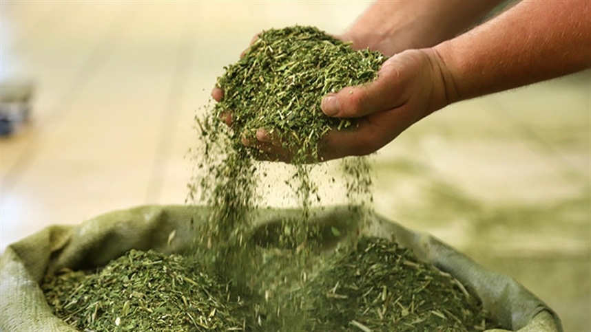 Iniciativa paranaense visa ampliar uso da erva-mate