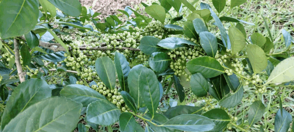 NAPI Erva-Mate vai impulsionar inovação e sustentabilidade&hellip;