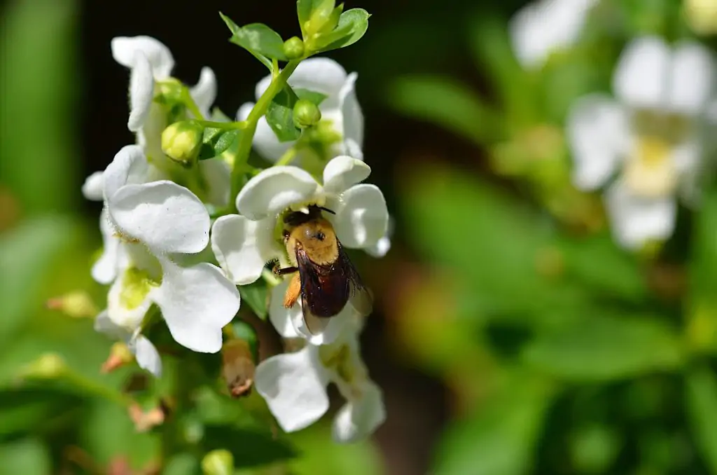 UEL promove III Workshop Bee Day e&hellip;