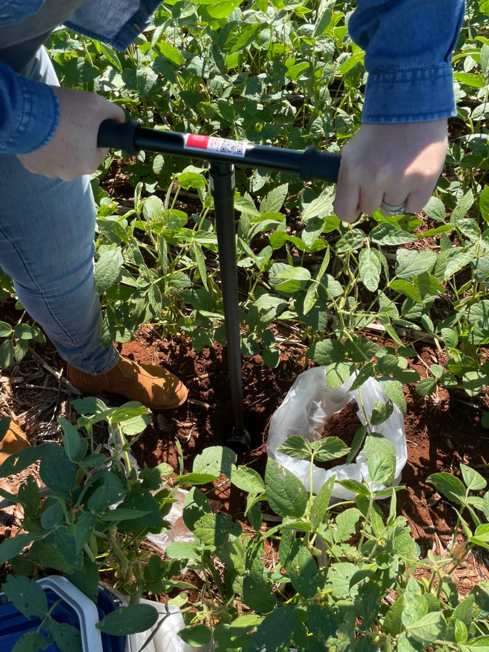 NAPI Agrogenômica: Microbioma de Solos